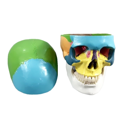 Цветная разборная модель человеческого черепа Corpo Cranium-1