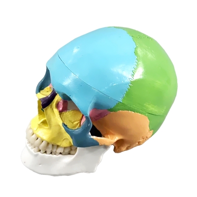 Цветная разборная модель человеческого черепа Corpo Cranium-2